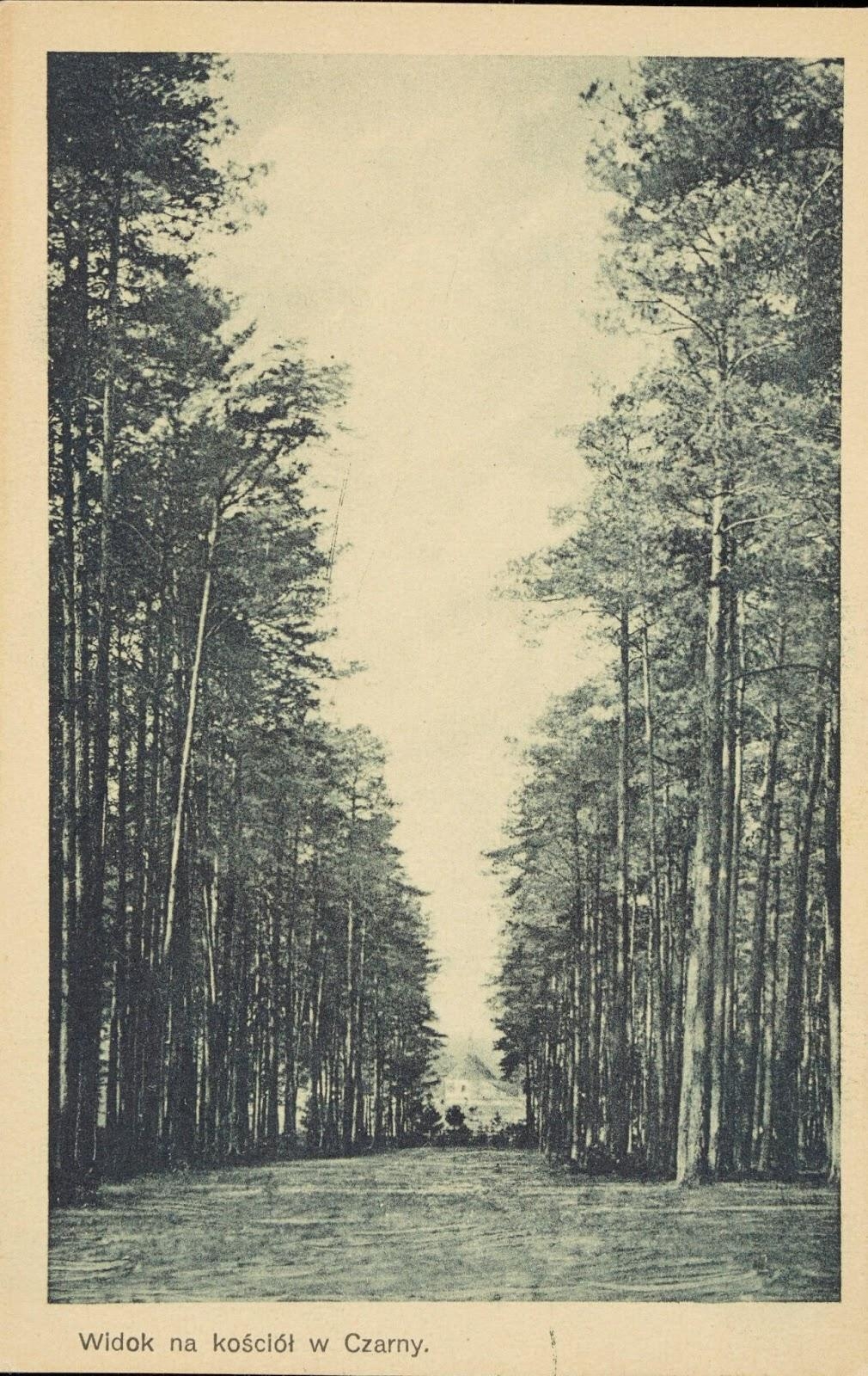 Aleja Sosnowa, autor A. Borowiec, Cyfrowa Biblioteka Polona