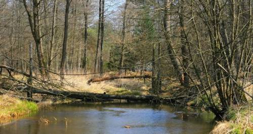 Rzeka Czarna (Konecka)